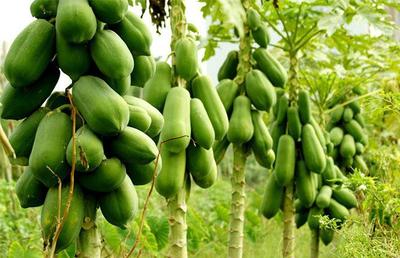 探尋海南農村創業新機遇 初級農產品的穩定盈利之路