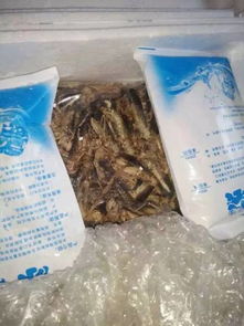 淘寶生螞蚱算初級(jí)農(nóng)產(chǎn)品嗎？深度解析定義、風(fēng)險(xiǎn)與購(gòu)買(mǎi)須知